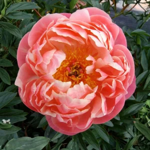 Coral Charm Peony Seeds - Perennial Paeonia Flower Seeds - 10 Count - Image 4