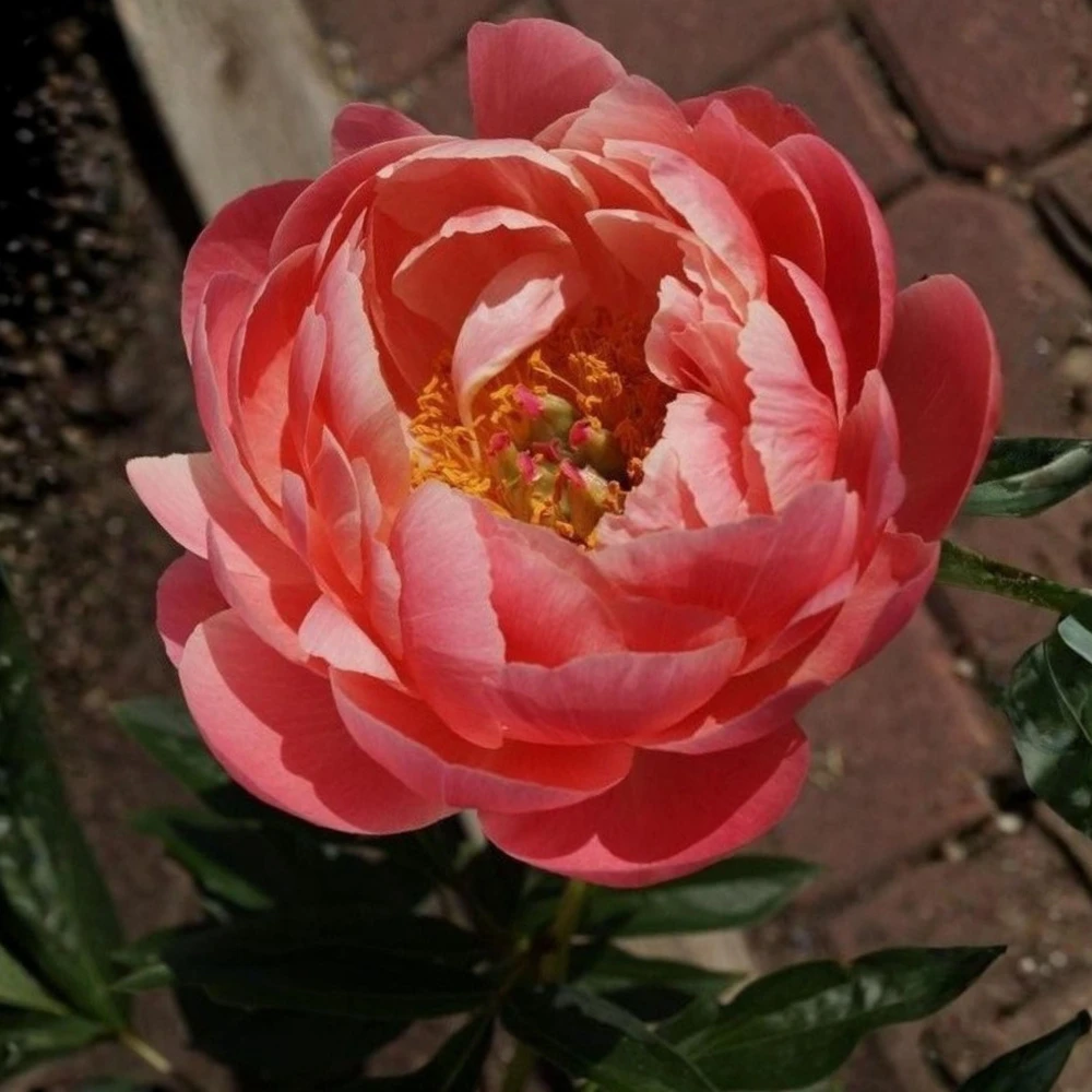 Coral Charm Peony Seeds - Perennial Paeonia Flower Seeds - 10 Count - Image 5