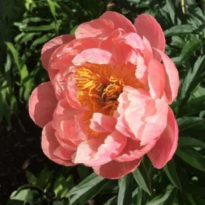 Coral Charm Peony Seeds - Perennial Paeonia Flower Seeds - 10 Count - Image 6