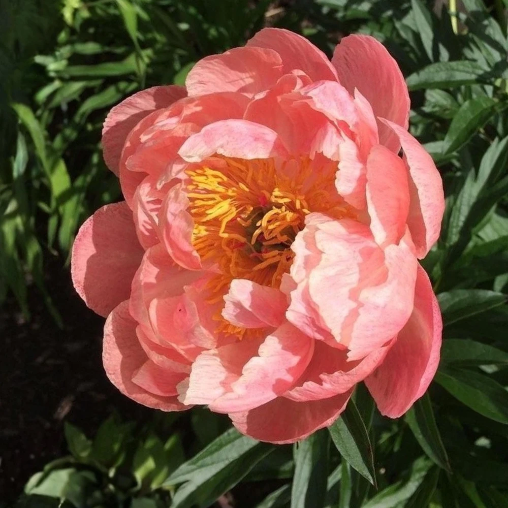 Coral Charm Peony Seeds - Perennial Paeonia Flower Seeds - 10 Count - Image 6