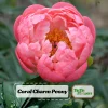 Coral Charm Peony Seeds - Perennial Paeonia Flower Seeds - 10 Count - Image 1