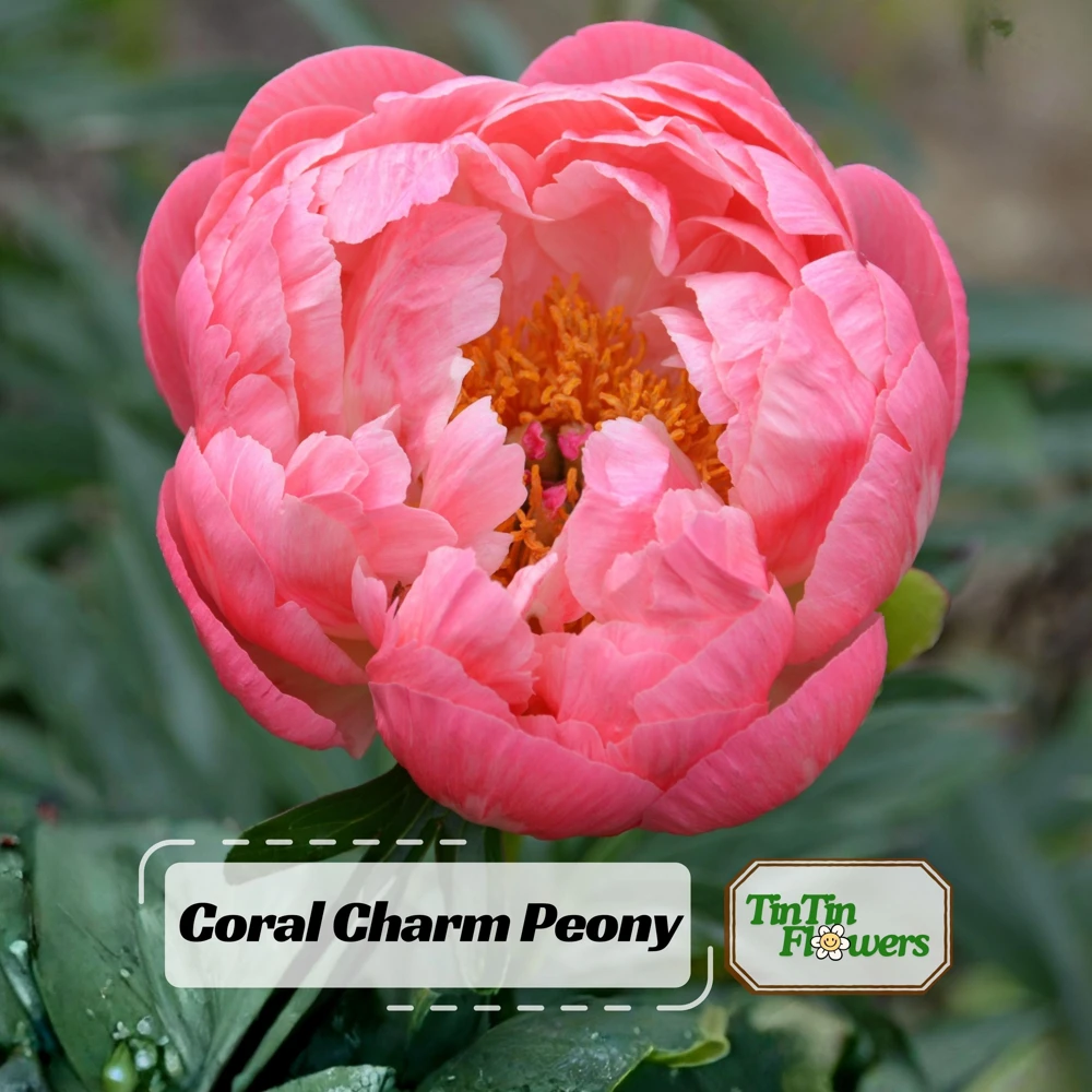 Coral Charm Peony Seeds - Perennial Paeonia Flower Seeds - 10 Count - Image 1