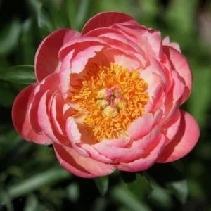 Coral Charm Peony Seeds - Perennial Paeonia Flower Seeds - 10 Count - Image 7