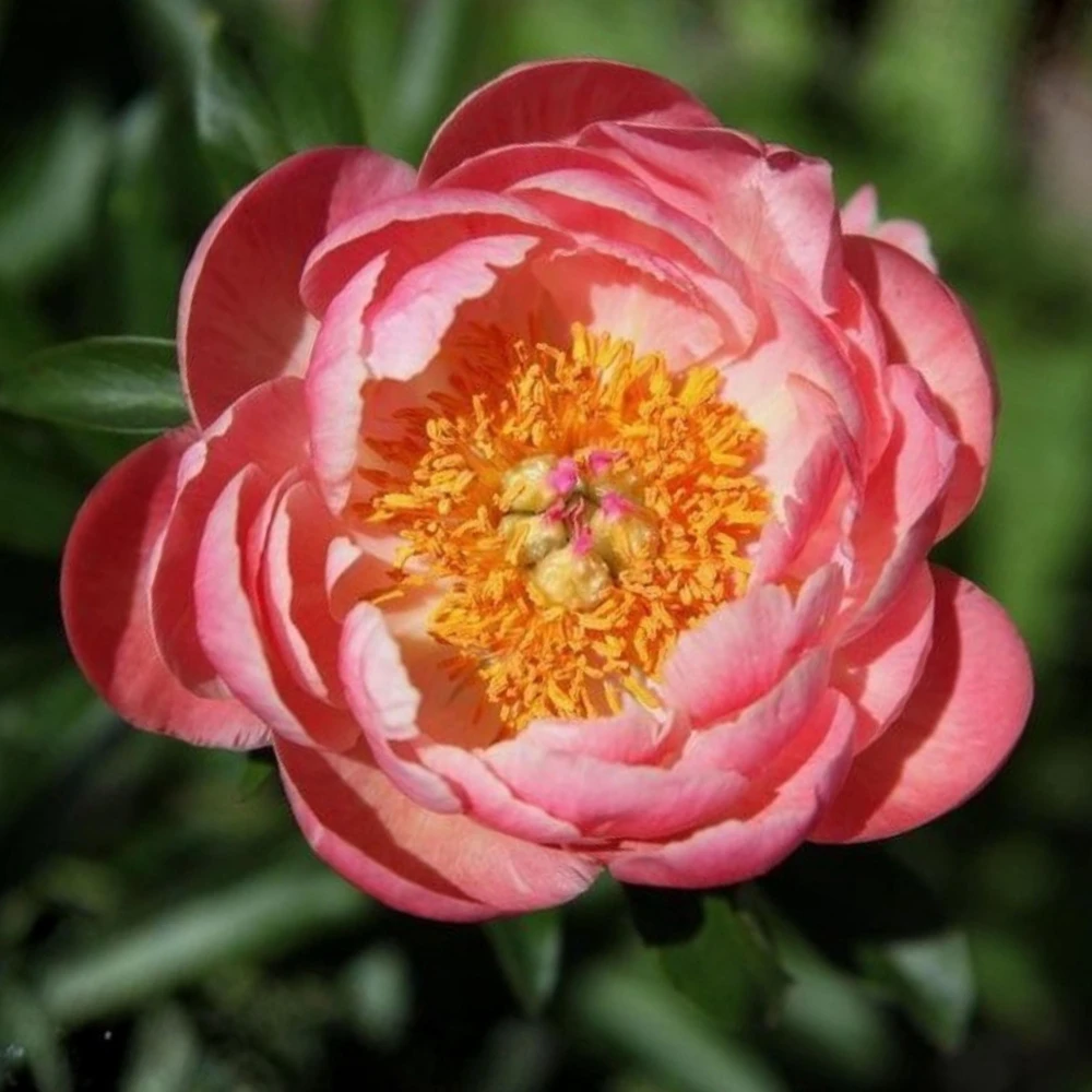 Coral Charm Peony Seeds - Perennial Paeonia Flower Seeds - 10 Count - Image 7