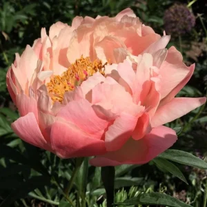Coral Charm Peony Seeds - Perennial Paeonia Flower Seeds - 10 Count - Image 8