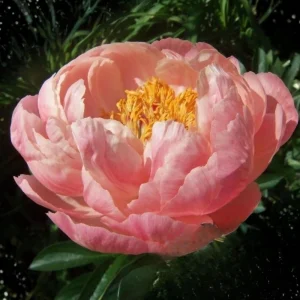 Coral Charm Peony Seeds - Perennial Paeonia Flower Seeds - 10 Count - Image 9