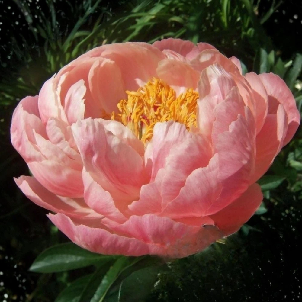 Coral Charm Peony Seeds - Perennial Paeonia Flower Seeds - 10 Count - Image 9