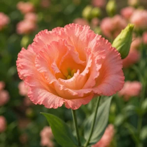 Coral Lisianthus Seeds - Eustoma grandiflorum - 20 Seeds - Double Rose-Like Blooms - Image 12