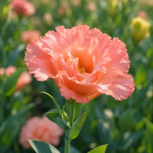 Coral Lisianthus Seeds - Eustoma grandiflorum - 20 Seeds - Double Rose-Like Blooms - Image 2