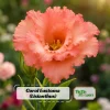 Coral Lisianthus Seeds - Eustoma grandiflorum - 20 Seeds - Double Rose-Like Blooms - Image 1