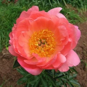 Coral Sunset Peony Seeds - Paeonia - Coral Pink Peach Blooms - 10 Seeds - Fragrant Perennial Flower - Image 10