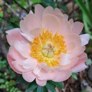 Coral Sunset Peony Seeds - Paeonia - Coral Pink Peach Blooms - 10 Seeds - Fragrant Perennial Flower - Image 11