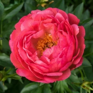 Coral Sunset Peony Seeds - Paeonia - Coral Pink Peach Blooms - 10 Seeds - Fragrant Perennial Flower - Image 12