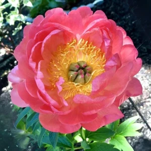 Coral Sunset Peony Seeds - Paeonia - Coral Pink Peach Blooms - 10 Seeds - Fragrant Perennial Flower - Image 2