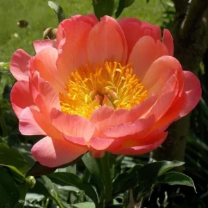 Coral Sunset Peony Seeds - Paeonia - Coral Pink Peach Blooms - 10 Seeds - Fragrant Perennial Flower - Image 3