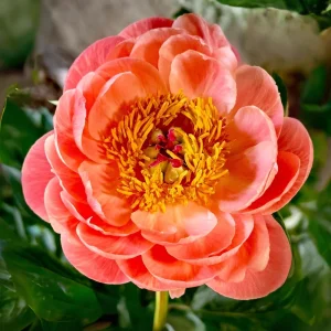 Coral Sunset Peony Seeds - Paeonia - Coral Pink Peach Blooms - 10 Seeds - Fragrant Perennial Flower - Image 4