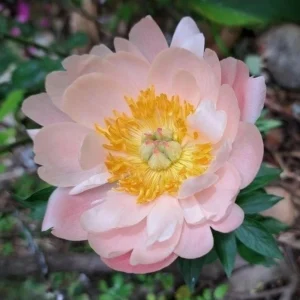 Coral Sunset Peony Seeds - Paeonia - Coral Pink Peach Blooms - 10 Seeds - Fragrant Perennial Flower - Image 5