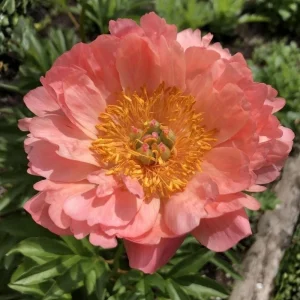 Coral Sunset Peony Seeds - Paeonia - Coral Pink Peach Blooms - 10 Seeds - Fragrant Perennial Flower - Image 6