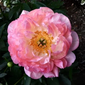 Coral Sunset Peony Seeds - Paeonia - Coral Pink Peach Blooms - 10 Seeds - Fragrant Perennial Flower - Image 7