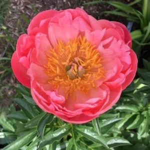 Coral Sunset Peony Seeds - Paeonia - Coral Pink Peach Blooms - 10 Seeds - Fragrant Perennial Flower - Image 8