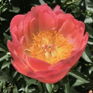 Coral Sunset Peony Seeds - Paeonia - Coral Pink Peach Blooms - 10 Seeds - Fragrant Perennial Flower - Image 9