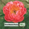 Coral Sunset Peony Seeds - Paeonia - Coral Pink Peach Blooms - 10 Seeds - Fragrant Perennial Flower - Image 1