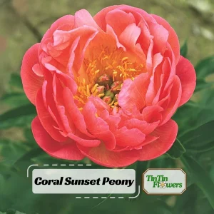 Coral Sunset Peony Seeds - Paeonia - Coral Pink Peach Blooms - 10 Seeds - Fragrant Perennial Flower - Image 1