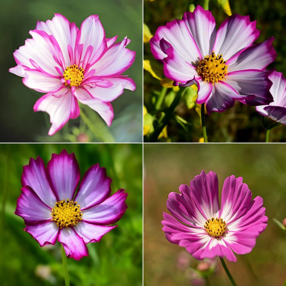 Cosmos Seeds Candy Stripe & Picotee - 50 Seeds - Easy Grow Flower Seeds for Pollinators - Image 10
