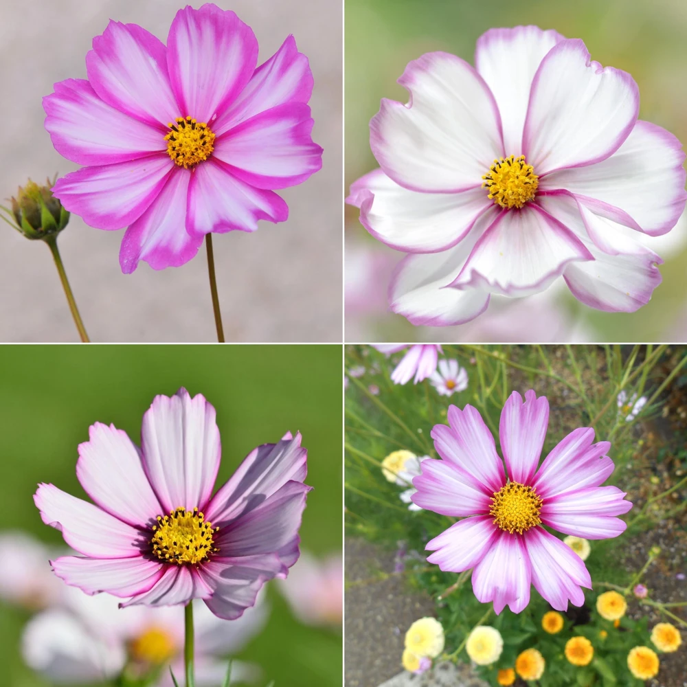 Cosmos Seeds Candy Stripe & Picotee - 50 Seeds - Easy Grow Flower Seeds for Pollinators - Image 11