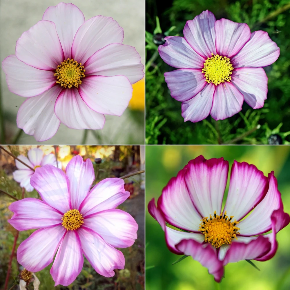 Cosmos Seeds Candy Stripe & Picotee - 50 Seeds - Easy Grow Flower Seeds for Pollinators - Image 12