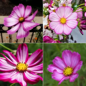 Cosmos Seeds Candy Stripe & Picotee - 50 Seeds - Easy Grow Flower Seeds for Pollinators - Image 13