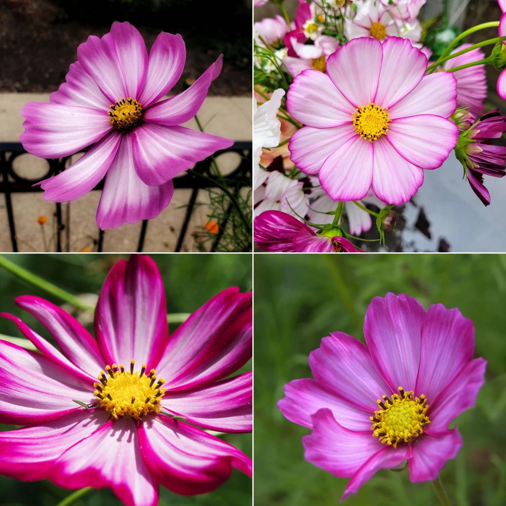 Cosmos Seeds Candy Stripe & Picotee - 50 Seeds - Easy Grow Flower Seeds for Pollinators - Image 13