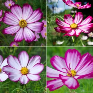 Cosmos Seeds Candy Stripe & Picotee - 50 Seeds - Easy Grow Flower Seeds for Pollinators - Image 14
