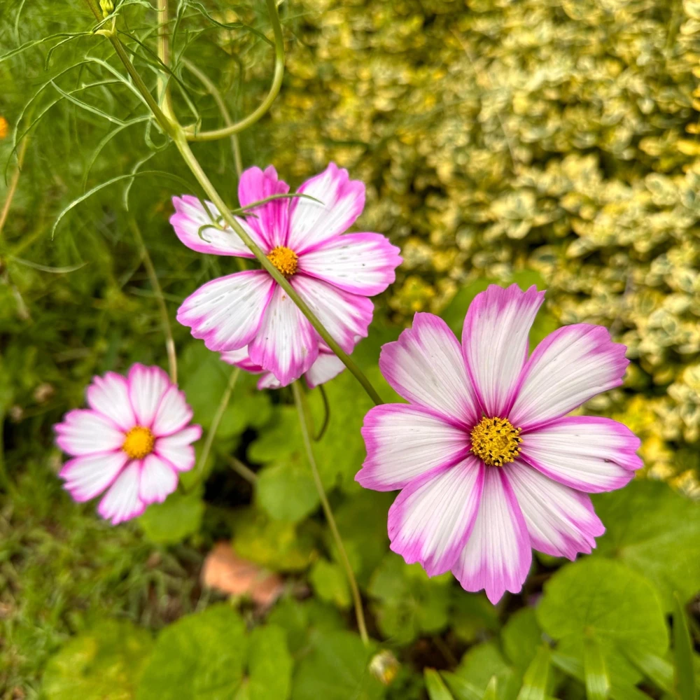 Cosmos Seeds Candy Stripe & Picotee - 50 Seeds - Easy Grow Flower Seeds for Pollinators - Image 15