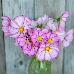 Cosmos Seeds Candy Stripe & Picotee - 50 Seeds - Easy Grow Flower Seeds for Pollinators - Image 16