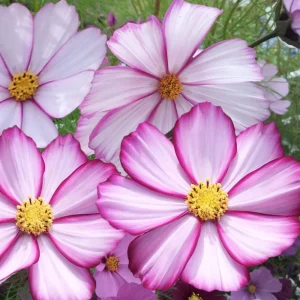 Cosmos Seeds Candy Stripe & Picotee - 50 Seeds - Easy Grow Flower Seeds for Pollinators - Image 17