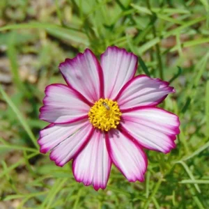 Cosmos Seeds Candy Stripe & Picotee - 50 Seeds - Easy Grow Flower Seeds for Pollinators - Image 18