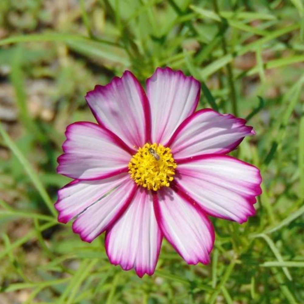 Cosmos Seeds Candy Stripe & Picotee - 50 Seeds - Easy Grow Flower Seeds for Pollinators - Image 18