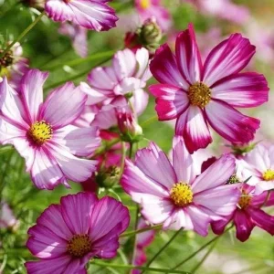 Cosmos Seeds Candy Stripe & Picotee - 50 Seeds - Easy Grow Flower Seeds for Pollinators - Image 2