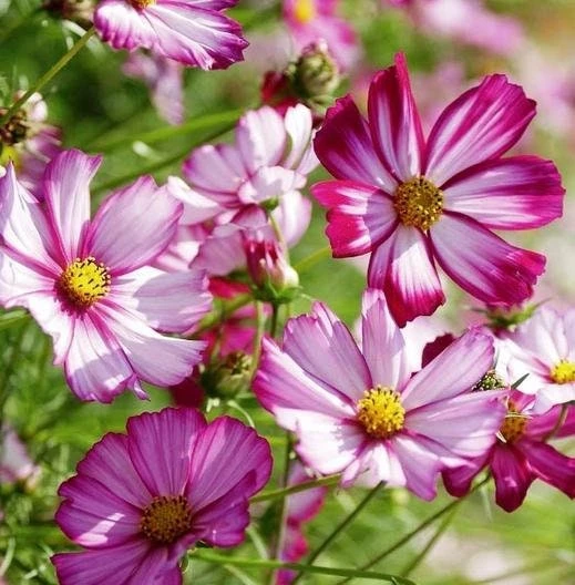 Cosmos Seeds Candy Stripe & Picotee - 50 Seeds - Easy Grow Flower Seeds for Pollinators - Image 2