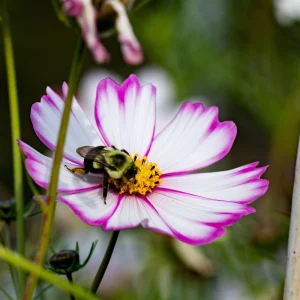 Cosmos Seeds Candy Stripe & Picotee - 50 Seeds - Easy Grow Flower Seeds for Pollinators - Image 3