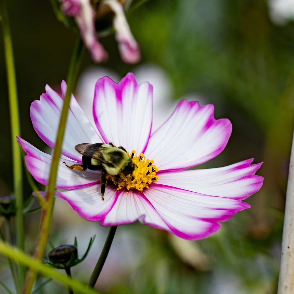 Cosmos Seeds Candy Stripe & Picotee - 50 Seeds - Easy Grow Flower Seeds for Pollinators - Image 3