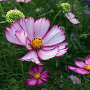 Cosmos Seeds Candy Stripe & Picotee - 50 Seeds - Easy Grow Flower Seeds for Pollinators - Image 4