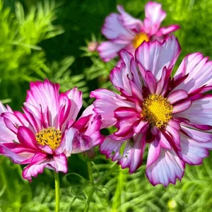 Cosmos Seeds Candy Stripe & Picotee - 50 Seeds - Easy Grow Flower Seeds for Pollinators - Image 5