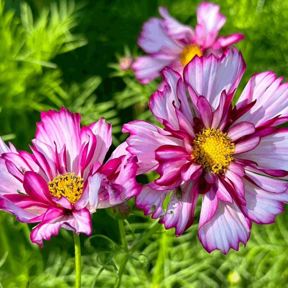 Cosmos Seeds Candy Stripe & Picotee - 50 Seeds - Easy Grow Flower Seeds for Pollinators - Image 5