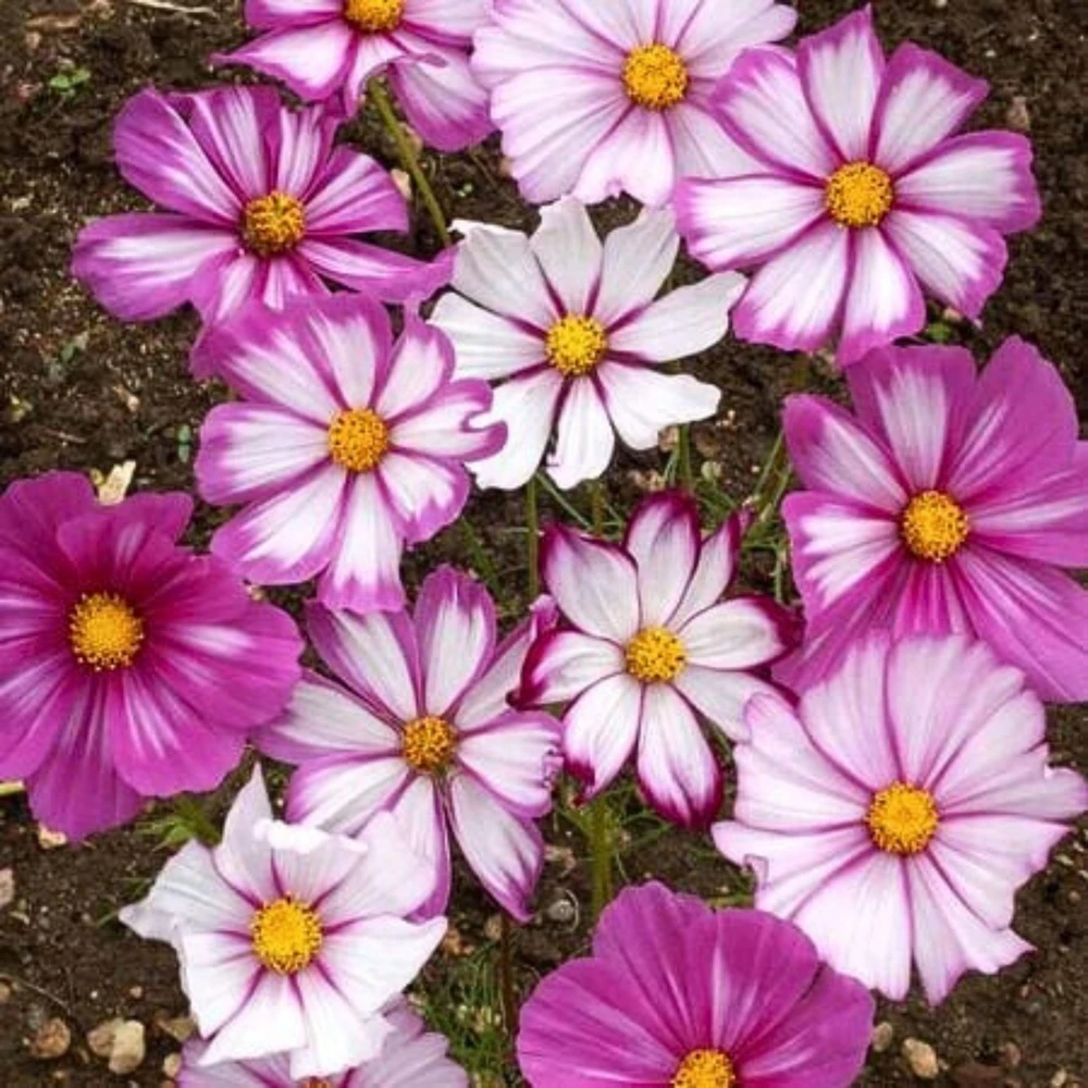 Cosmos Seeds Candy Stripe & Picotee - 50 Seeds - Easy Grow Flower Seeds for Pollinators - Image 6