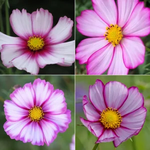 Cosmos Seeds Candy Stripe & Picotee - 50 Seeds - Easy Grow Flower Seeds for Pollinators - Image 7