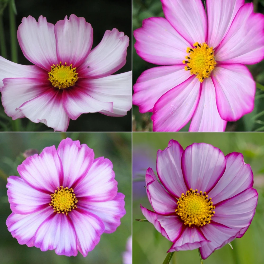 Cosmos Seeds Candy Stripe & Picotee - 50 Seeds - Easy Grow Flower Seeds for Pollinators - Image 7