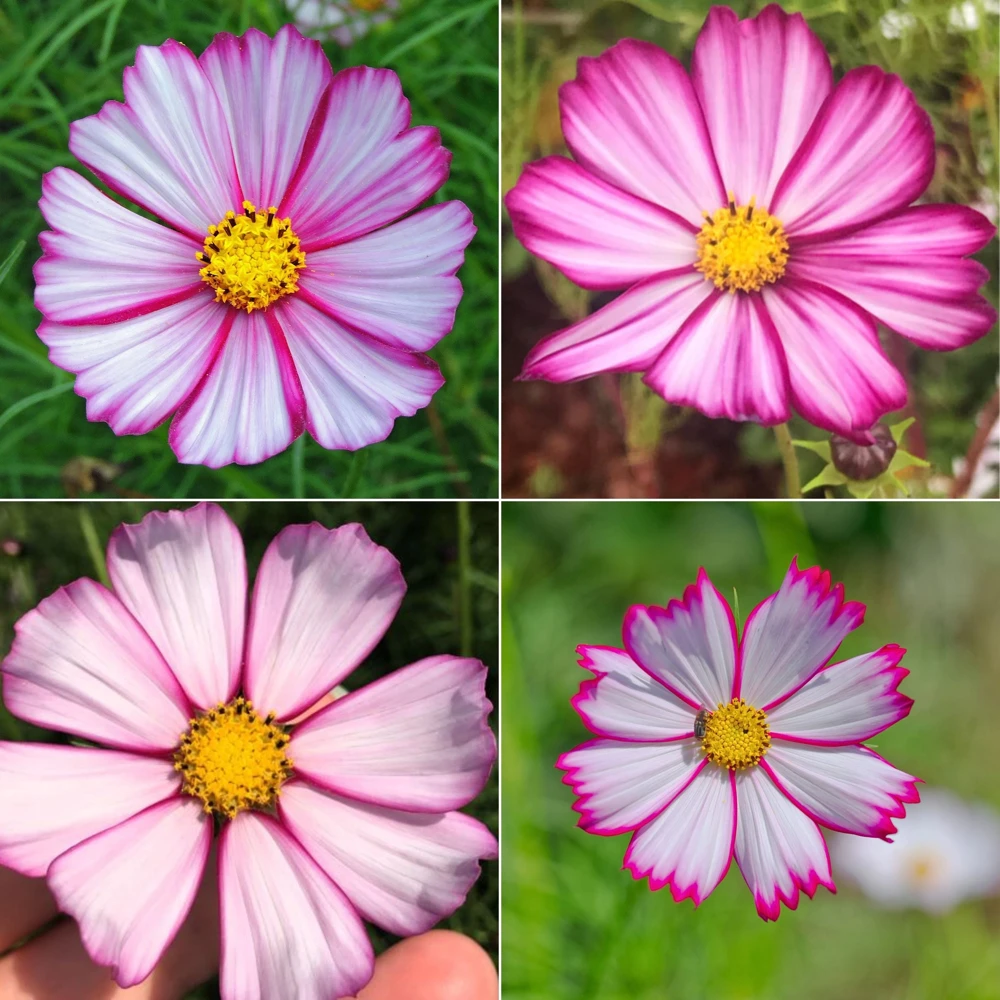 Cosmos Seeds Candy Stripe & Picotee - 50 Seeds - Easy Grow Flower Seeds for Pollinators - Image 8