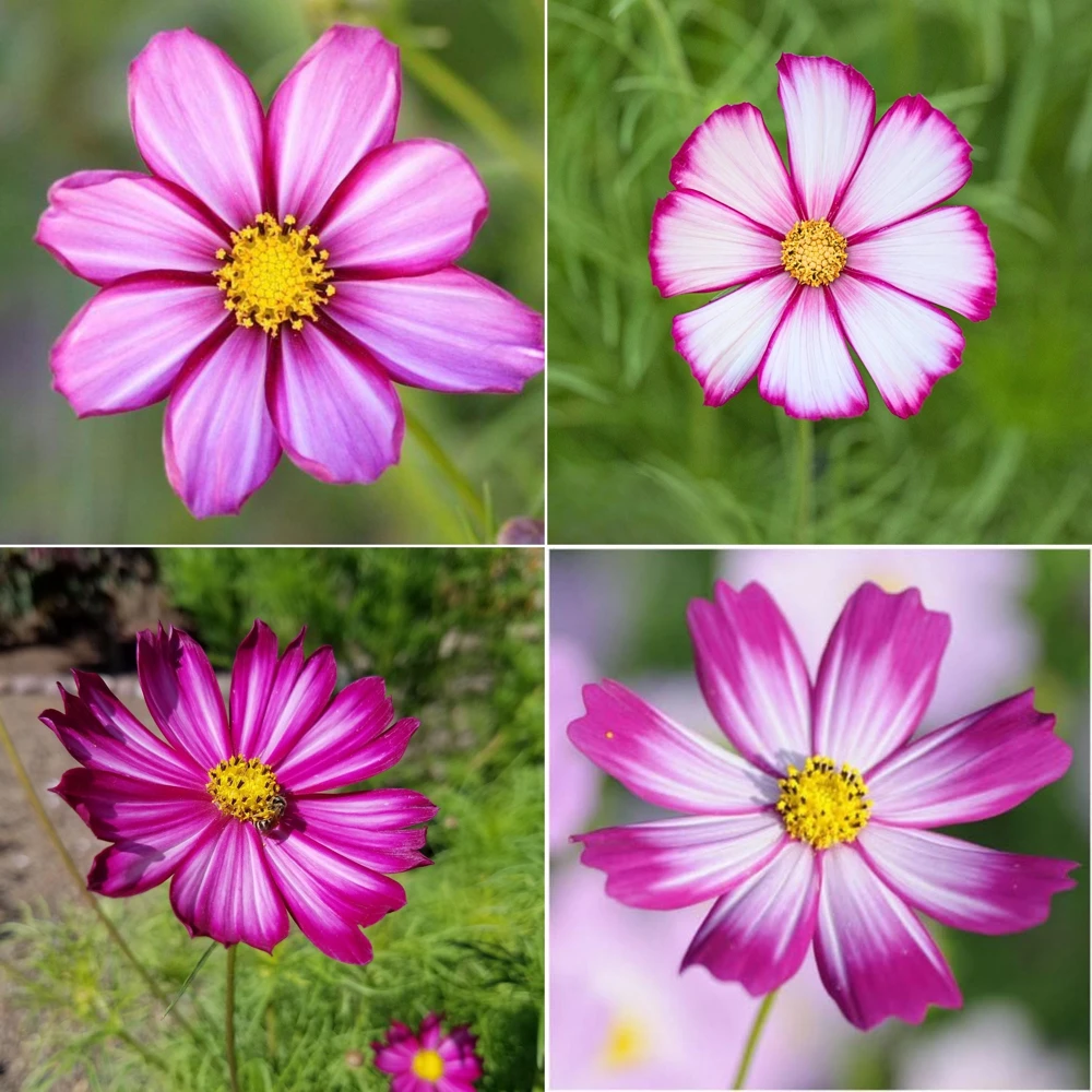 Cosmos Seeds Candy Stripe & Picotee - 50 Seeds - Easy Grow Flower Seeds for Pollinators - Image 9